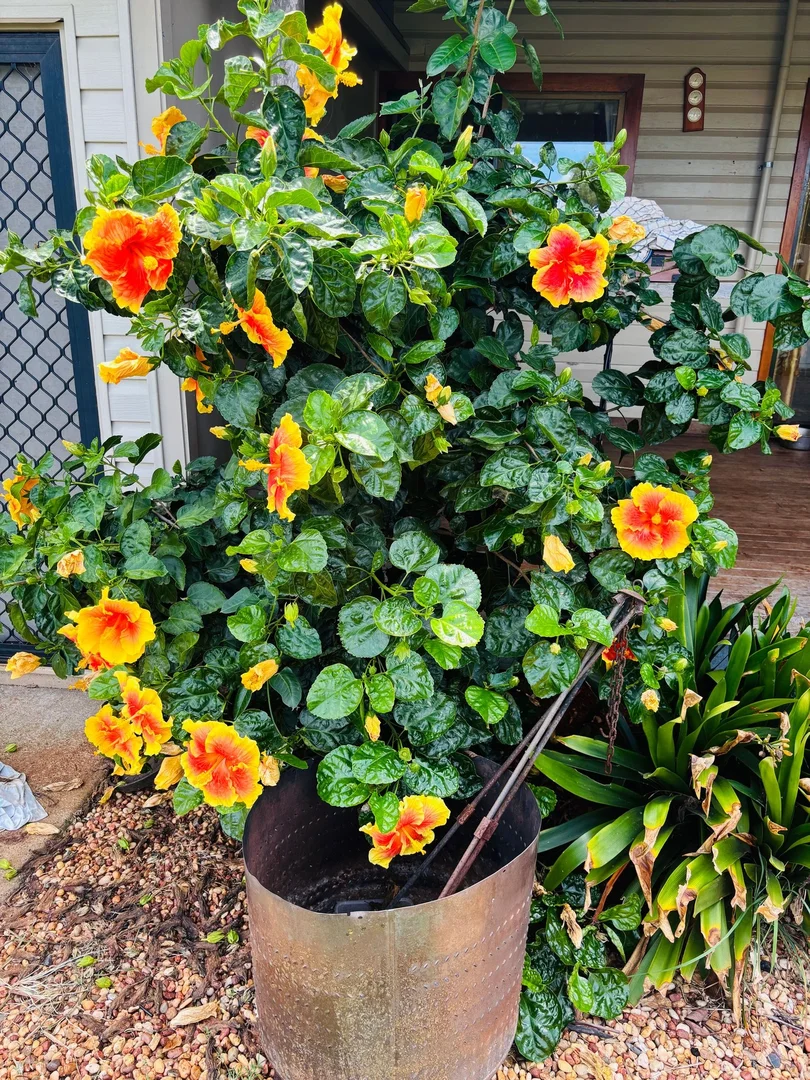 Additional image 18 of 46 Weetwood Street, Newtown QLD 4350