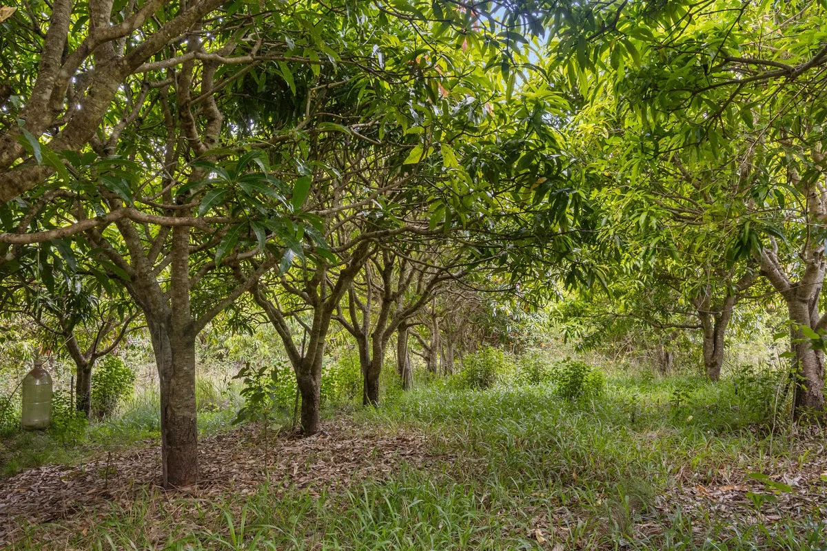 Additional image 15 of 376 Findon Creek Road, Findon Creek NSW 2474