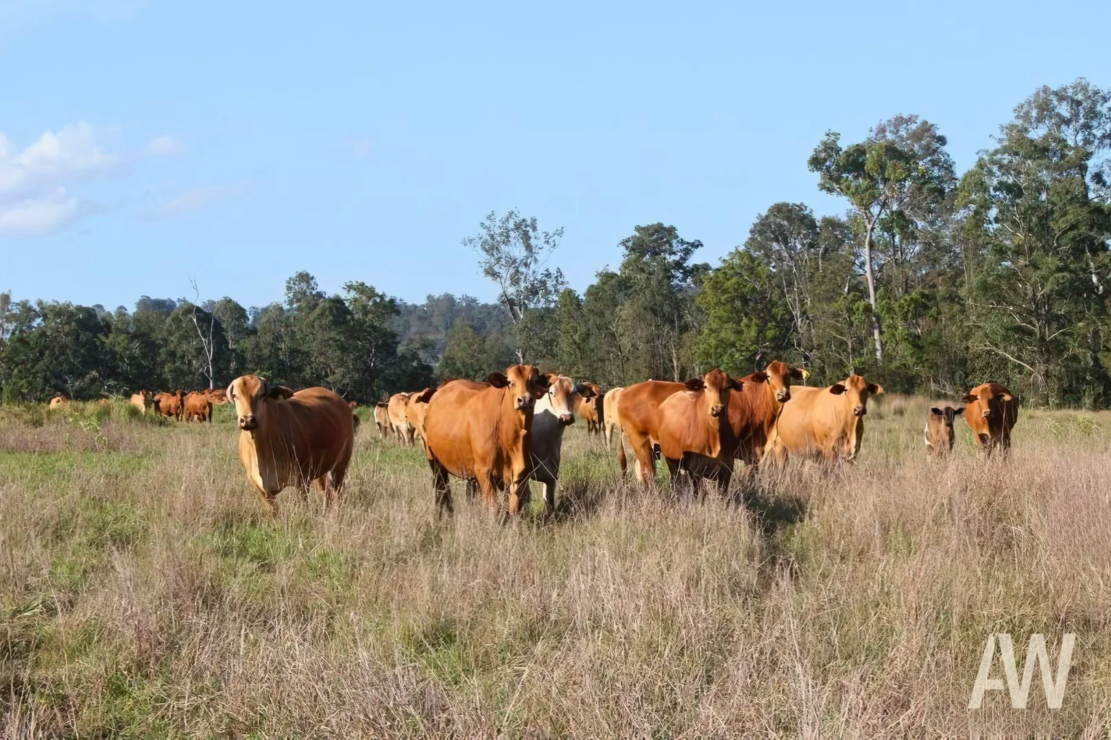 Additional image 17 of 222-330 Boyle Road, Belli Park QLD 4562