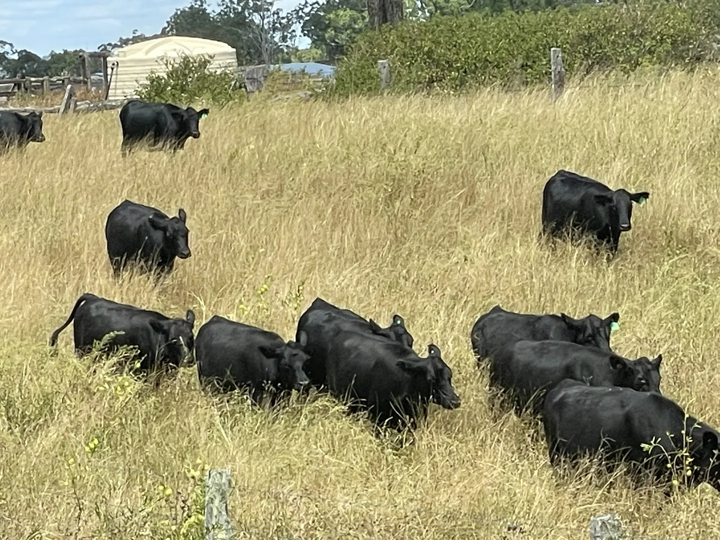 Additional image 21 of 231 Dascombe Road, Coalbank QLD 4352