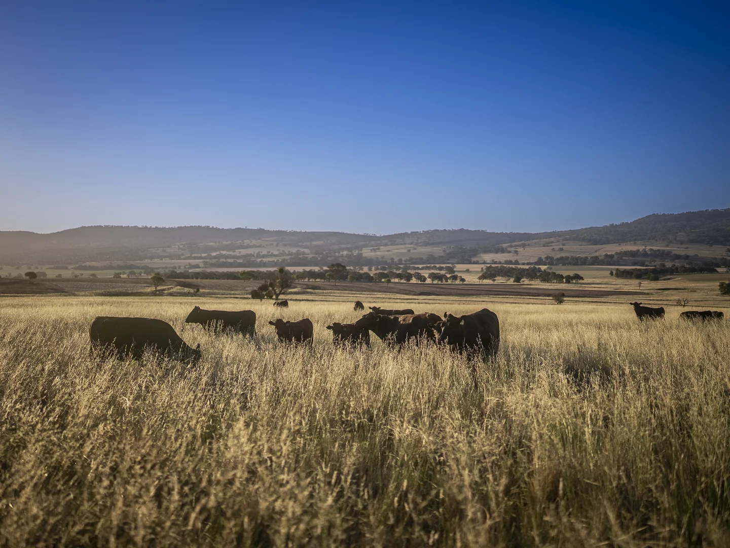 Additional image 8 of 'Mountainside' 250 Mountain Side Road, Coolah NSW 2843