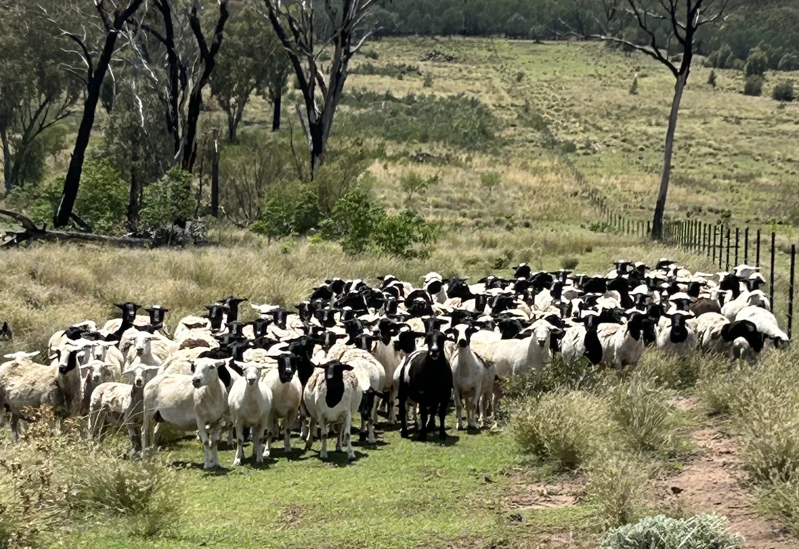 Additional image 31 of 2381. Killarney Gap Road, Narrabri NSW 2390