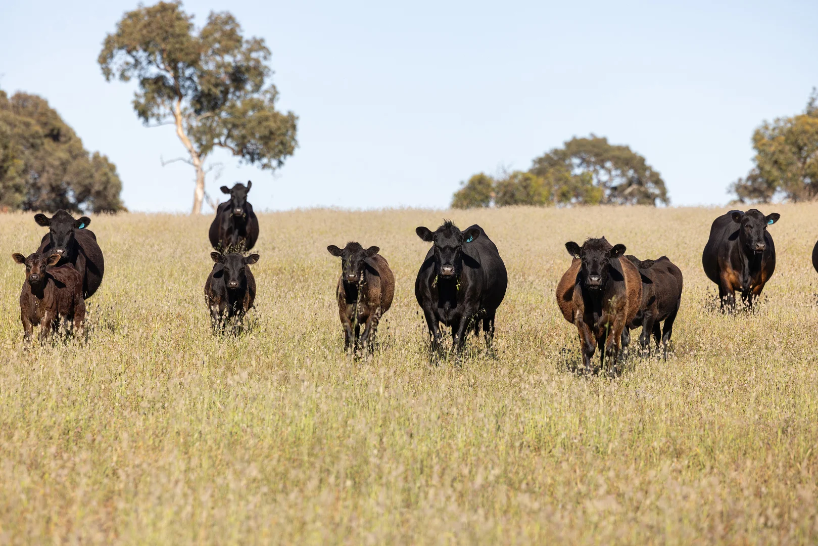 Additional image 12 of 1112 Minnie Crowe Road, Avenue Range SA 5273