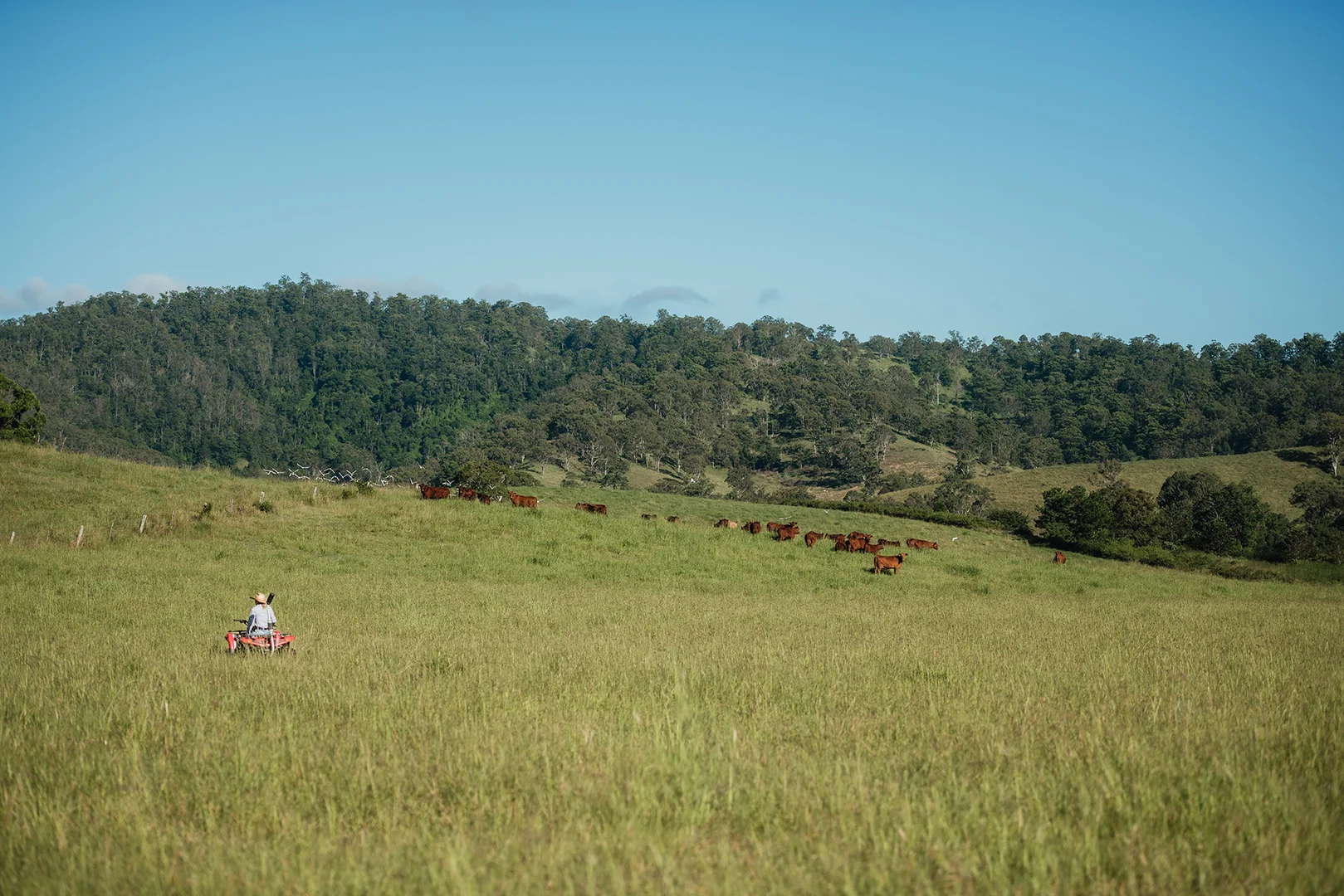 Additional image 10 of Lynches Creek Road, Wiangaree NSW 2474