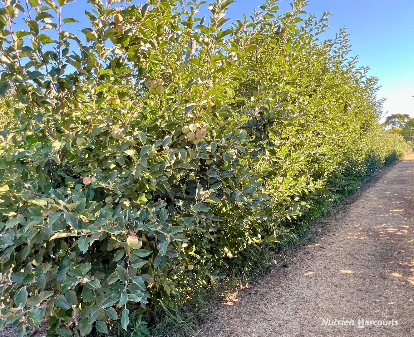 Additional image 6 of Lot 21 Brookton Highway, Karragullen WA 6111