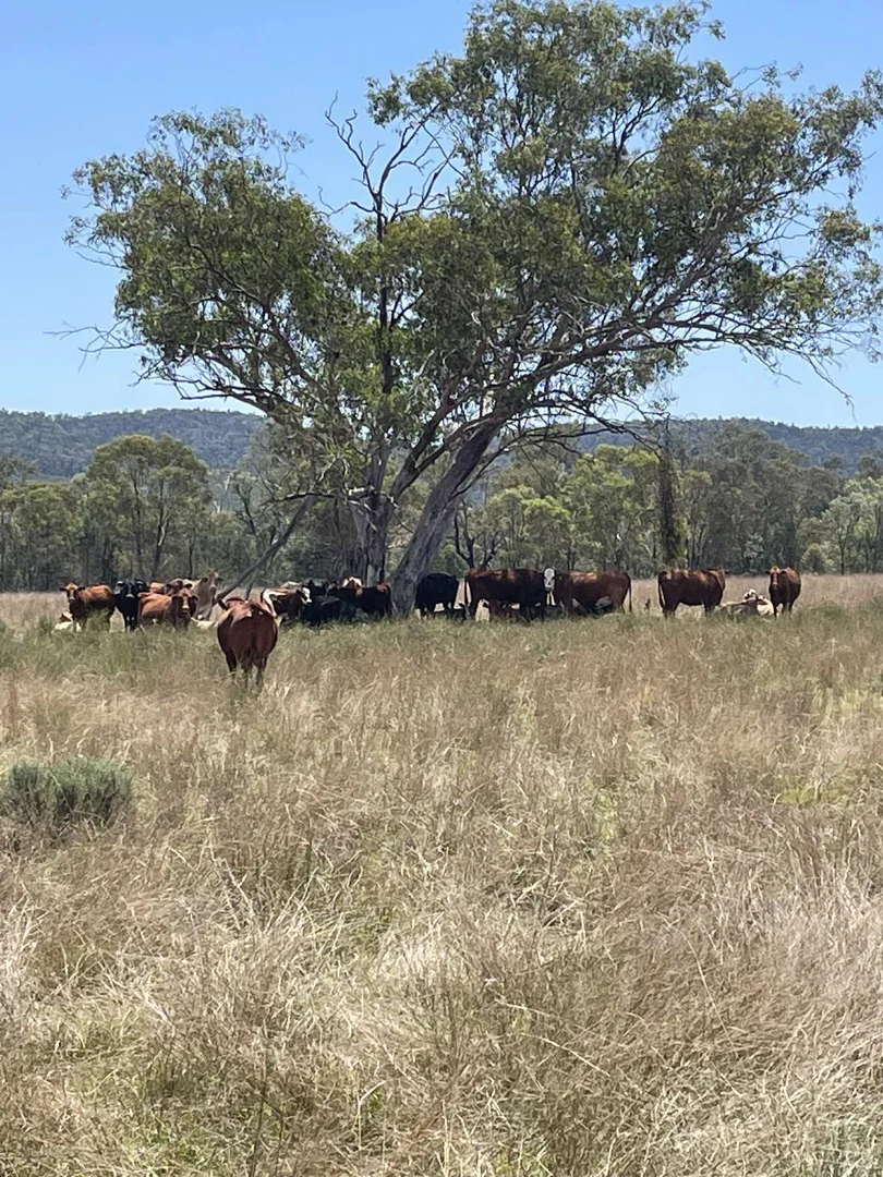 Additional image 15 of Lot 9 Silver Spur Redgate Road, Silver Spur QLD 4385