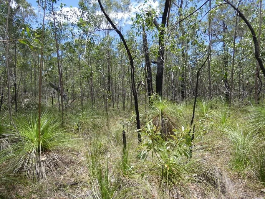 Additional image 12 of 668 Matchbox Road, Deepwater QLD 4674