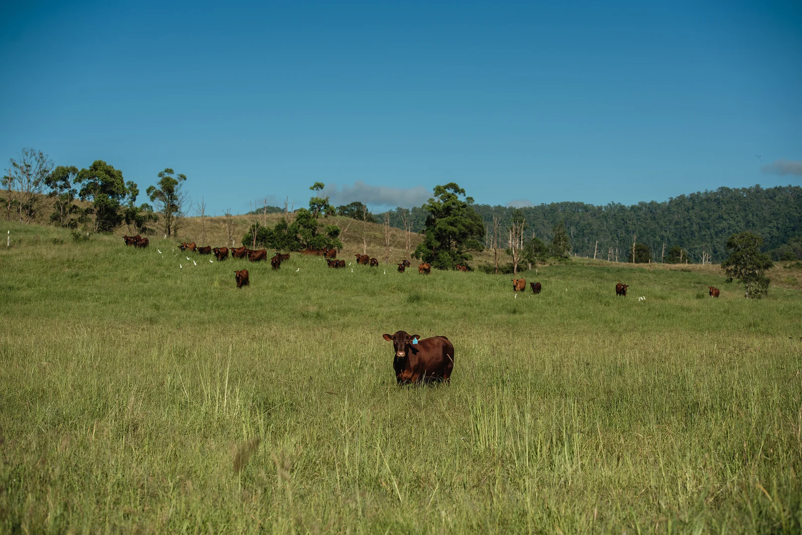 Additional image 2 of Lynches Creek Road, Wiangaree NSW 2474