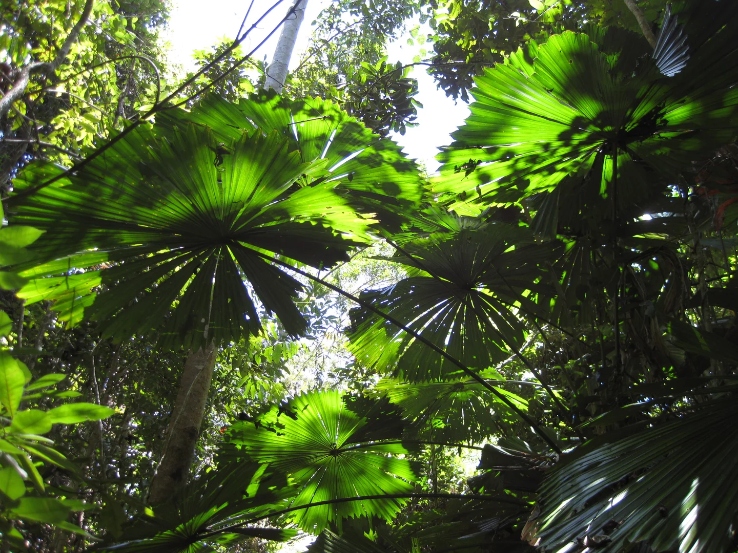 Additional image 6 of 0 Tully-Mission Beach Road, Wongaling Beach QLD 4852