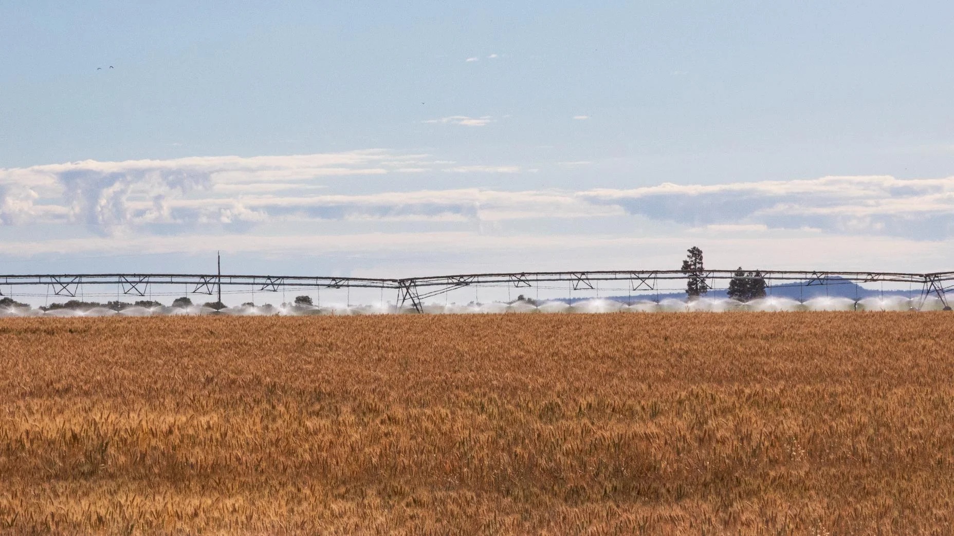 Additional image 10 of 12766 Kidman Way, Hillston NSW 2675