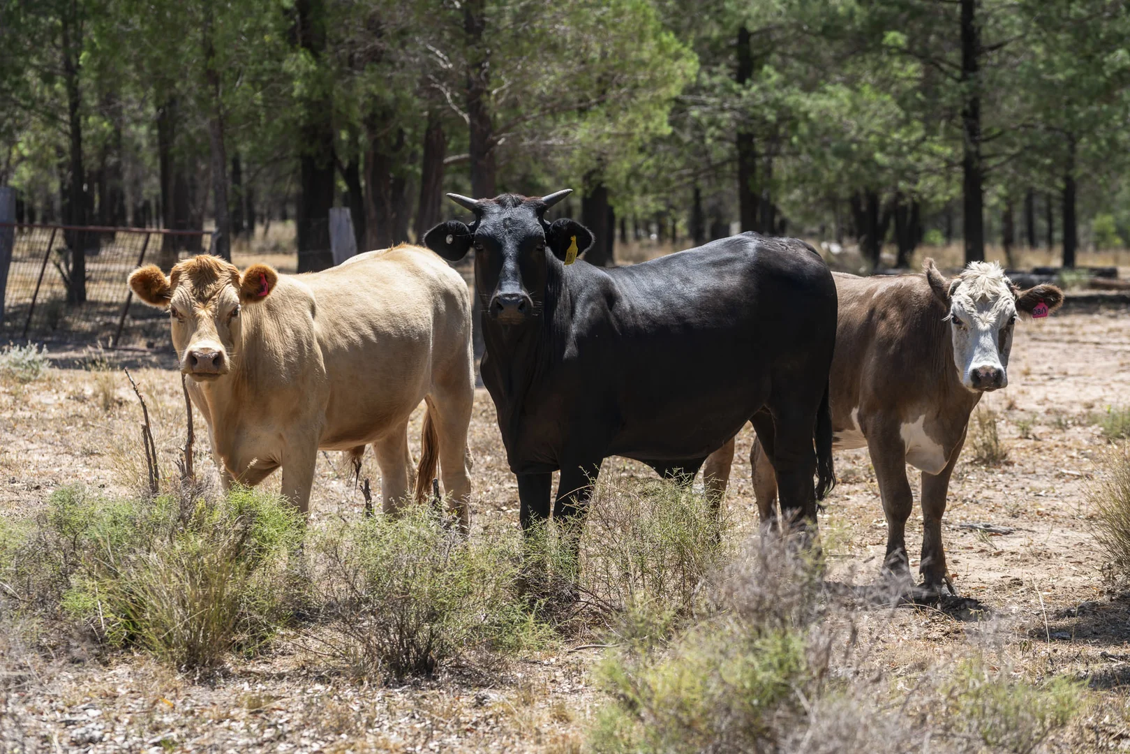 Additional image 10 of 120 Mabbet Road, Millmerran QLD 4357