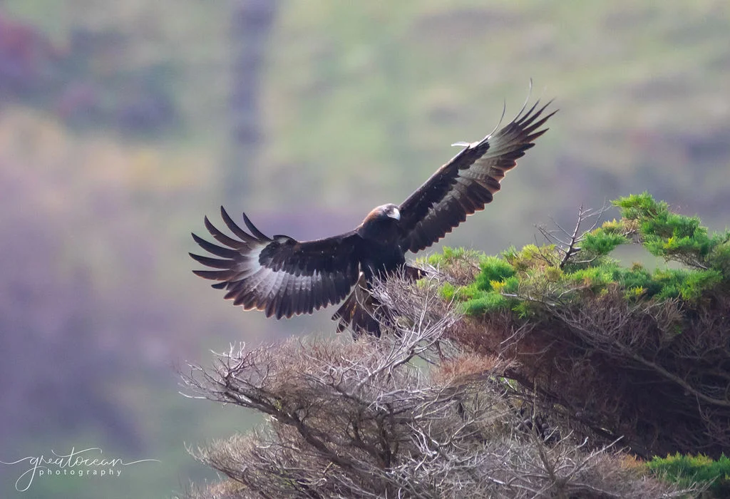 Additional image 18 of 33-39 Great Ocean Road, Lavers Hill VIC 3238