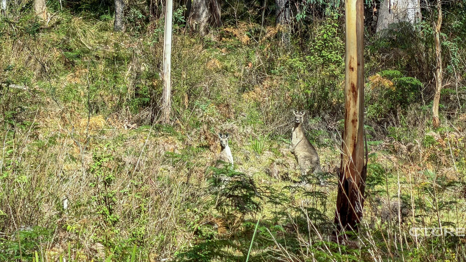 Additional image 9 of 12F & 12G Minchins Track, Bonang VIC 3888