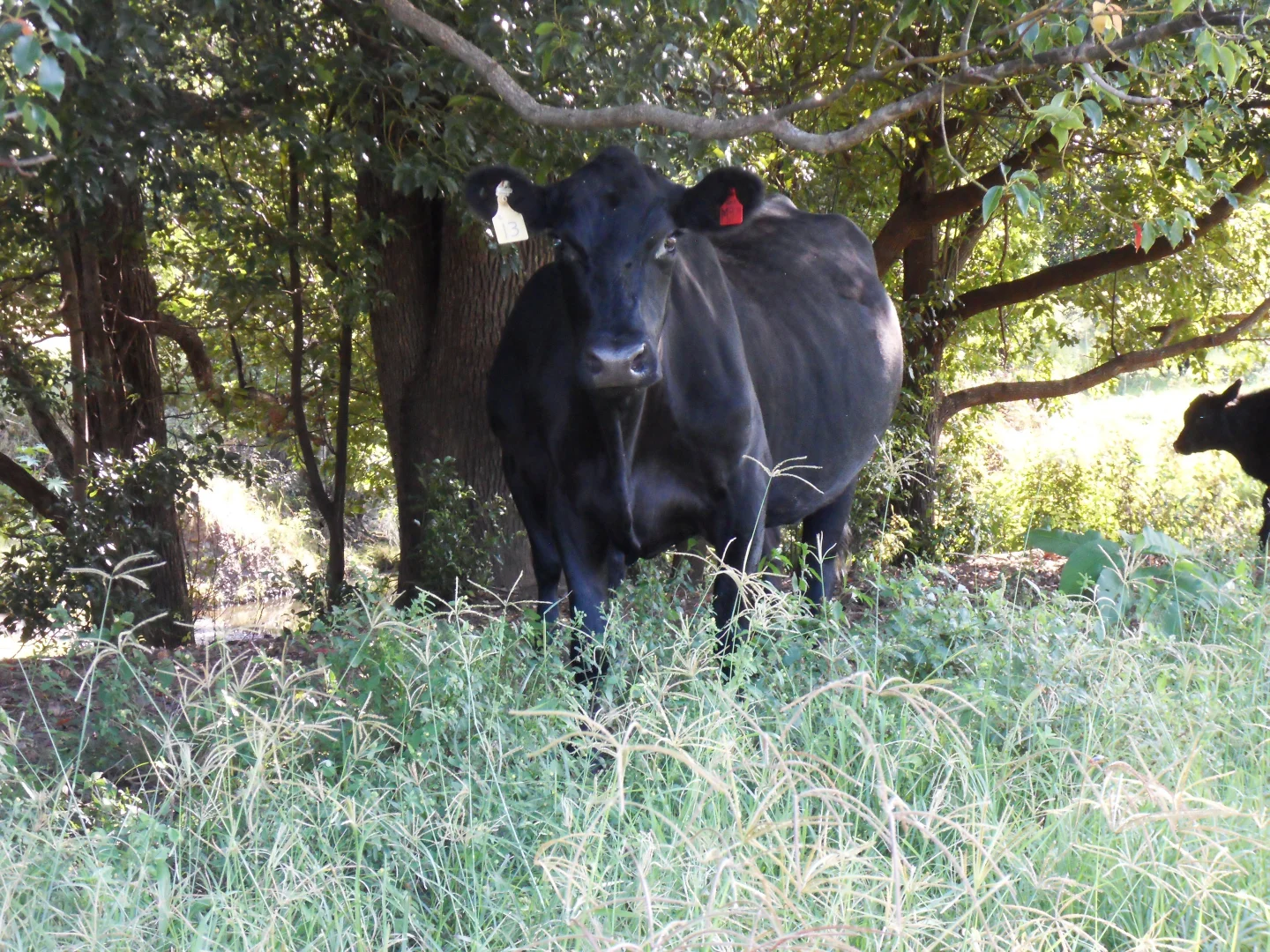 Additional image 4 of 665 Theresa Creek Road, Theresa Creek NSW 2469