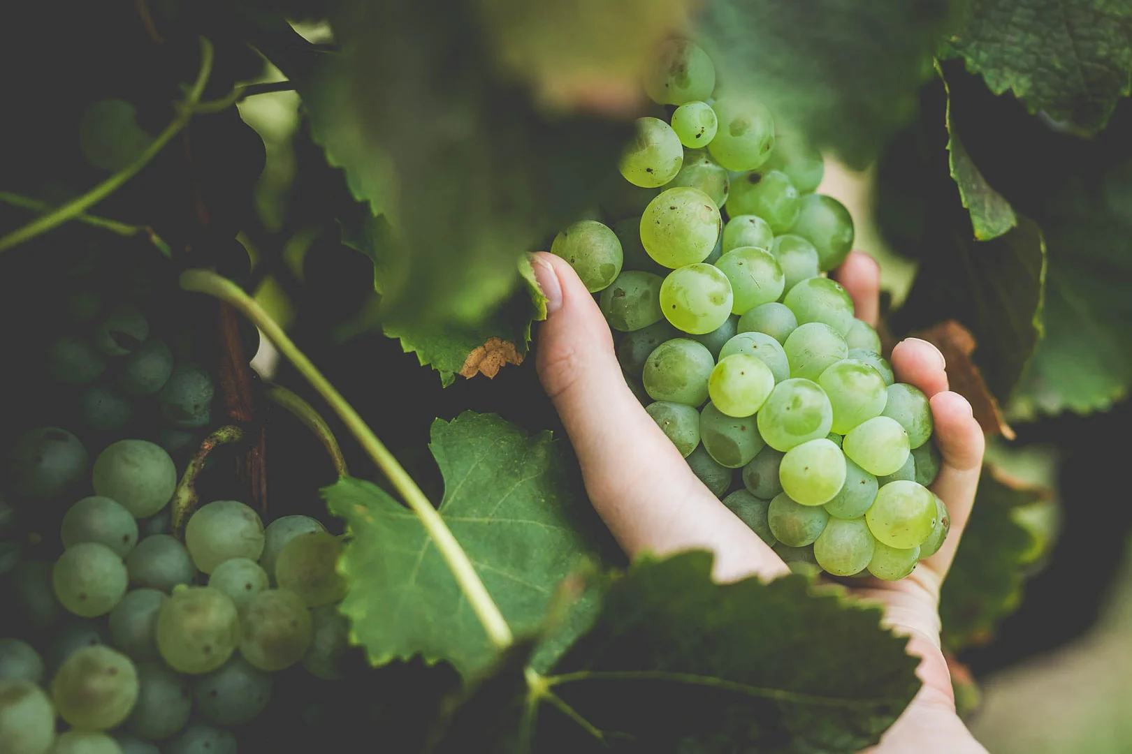 Additional image 6 of 725 Hermitage Road, Pokolbin NSW 2320