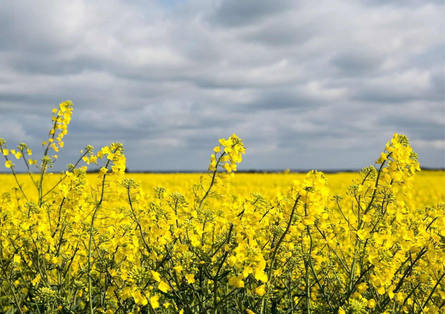 Additional image 17 of 1745 Bimbi Caragabal Road, Bimbi NSW 2810