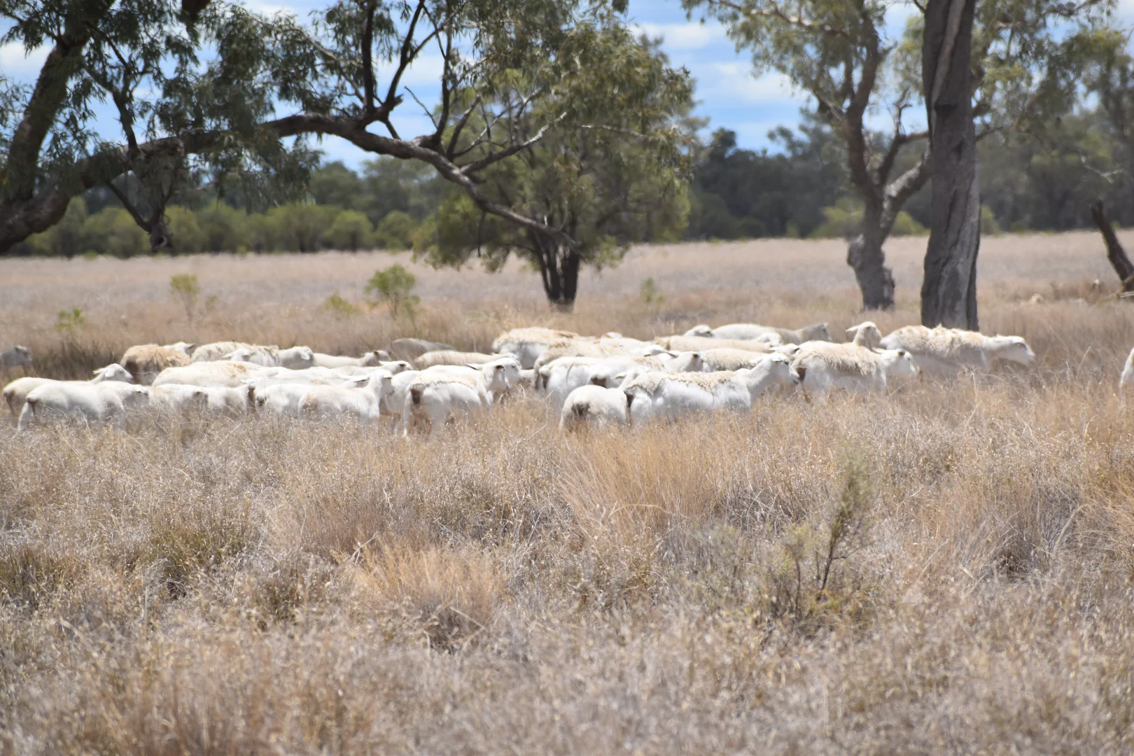 Additional image 4 of " Northam", Wyandra QLD 4489