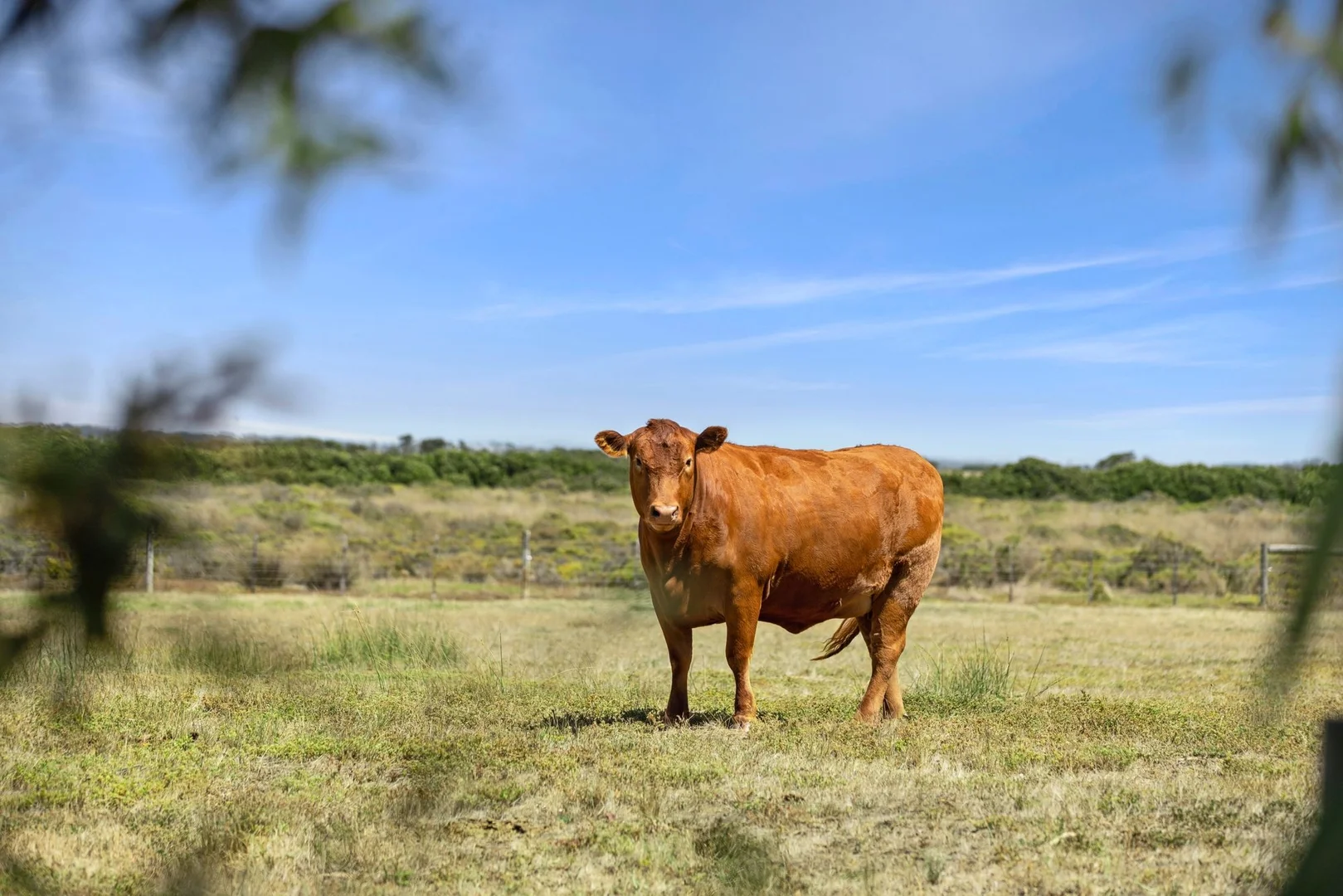 Additional image 26 of 41-99 Island Road, Wallington VIC 3222