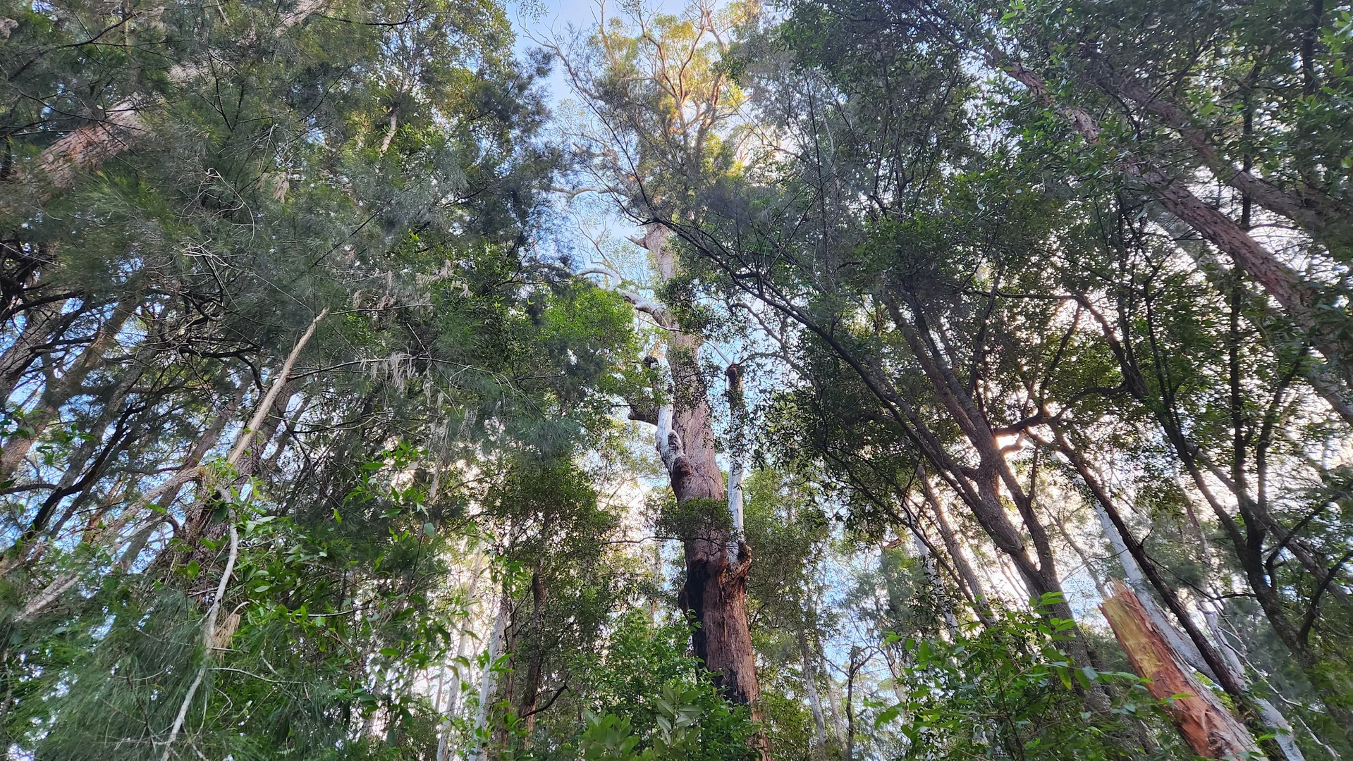 Additional image 13 of 427 Shaws Road, Hollisdale NSW 2446