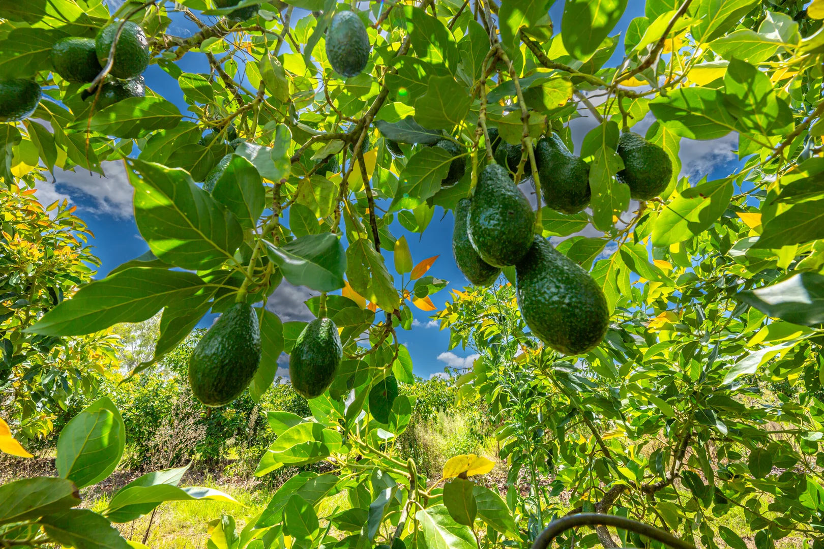 Additional image 5 of 807 Pine Creek Road, Givelda QLD 4670