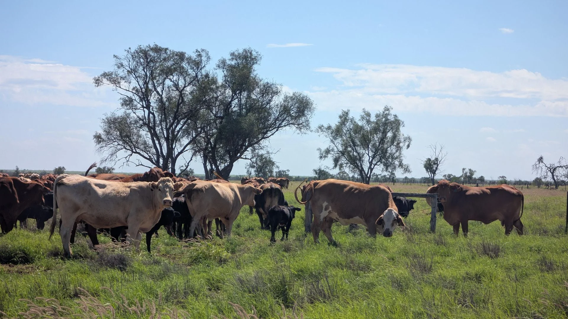 Additional image 13 of 1970 Saltern Creek Road, Barcaldine QLD 4725