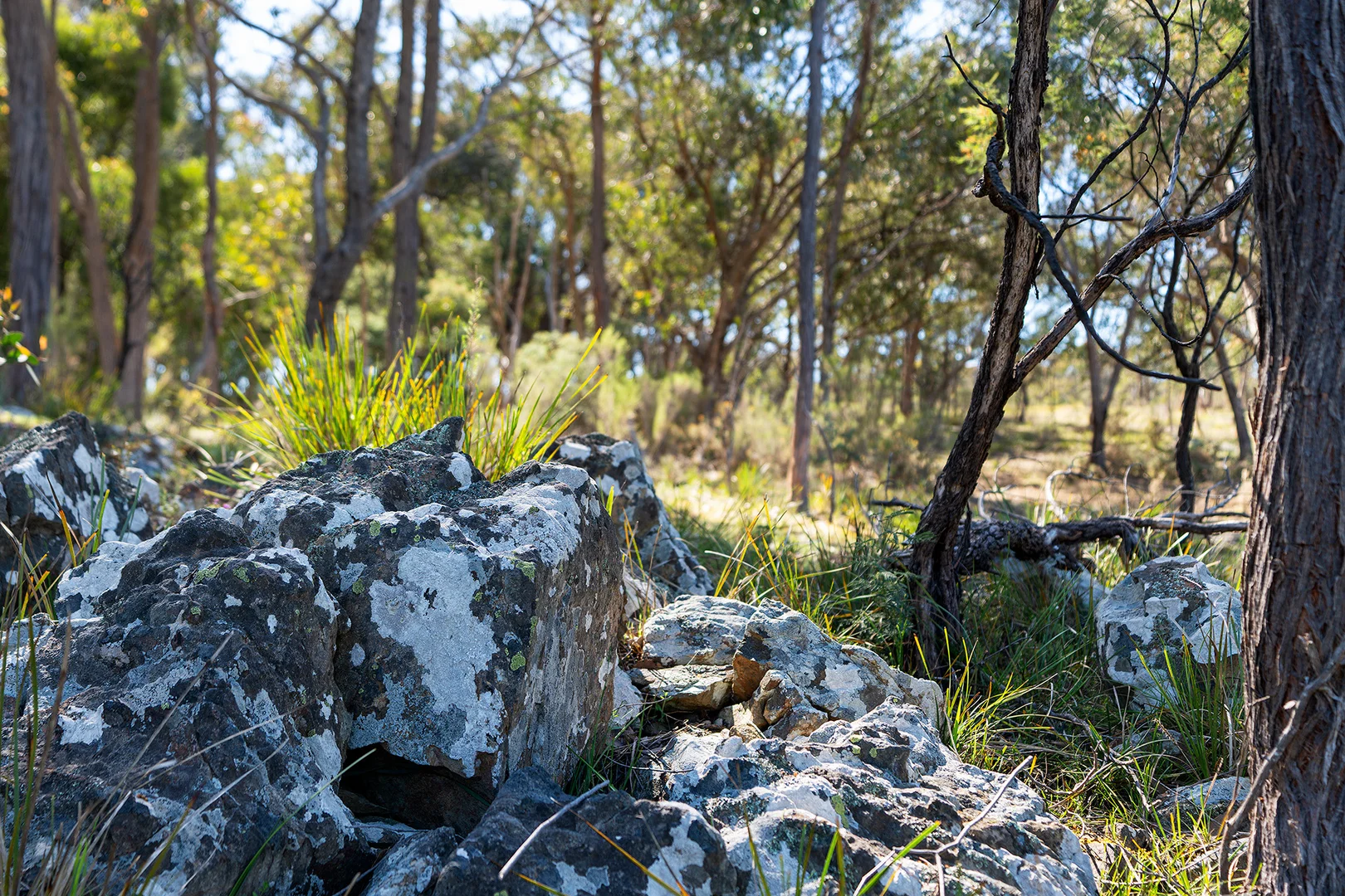 Additional image 10 of 255 Taradale Road, Drummond North VIC 3446