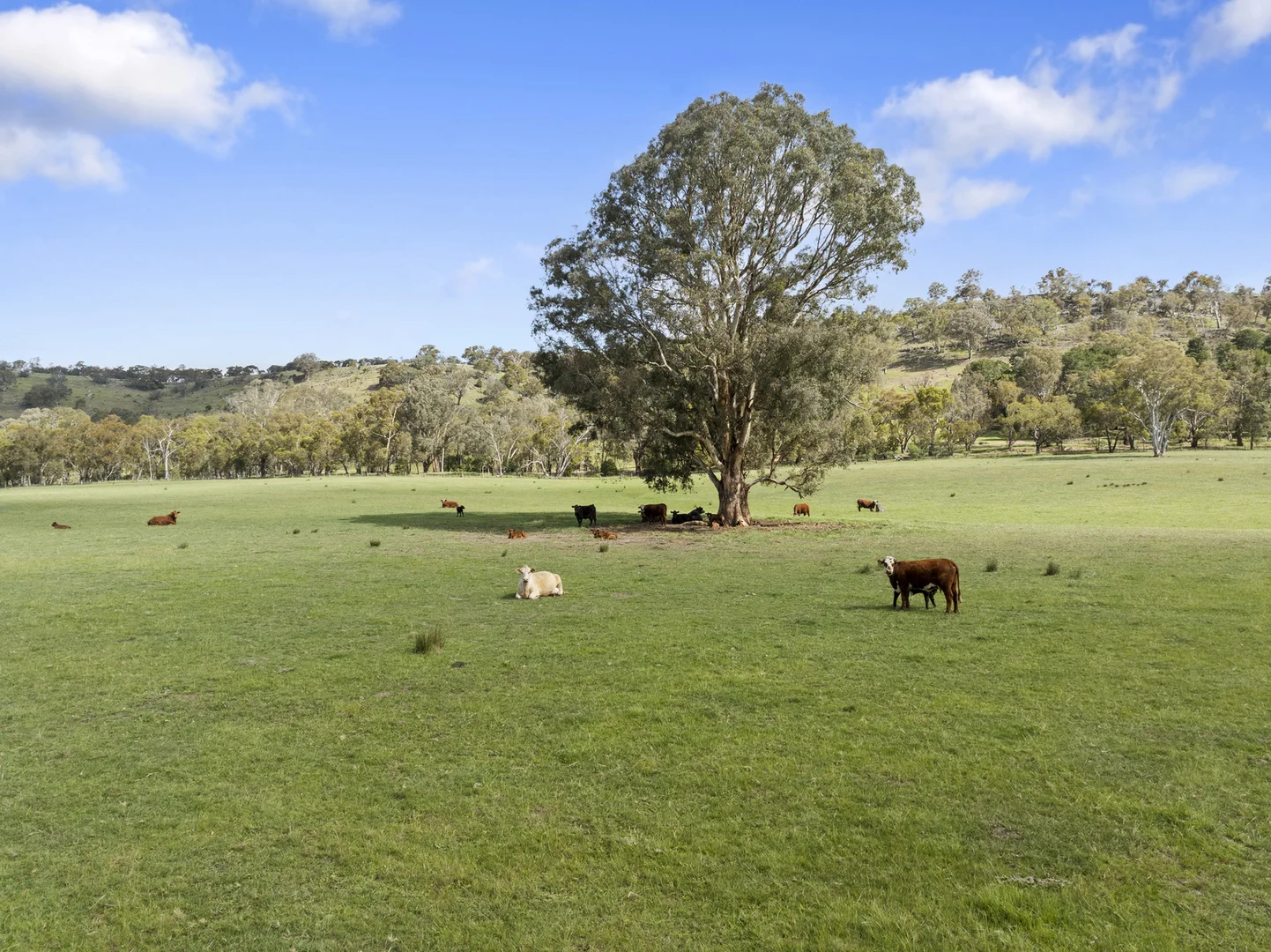 Additional image 5 of Mansfield VIC 3722