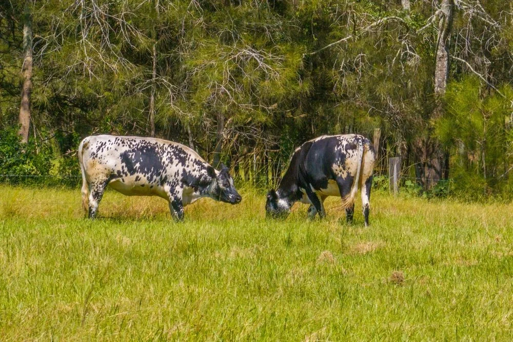 Additional image 3 of 426 Sancrox Road, Sancrox NSW 2446