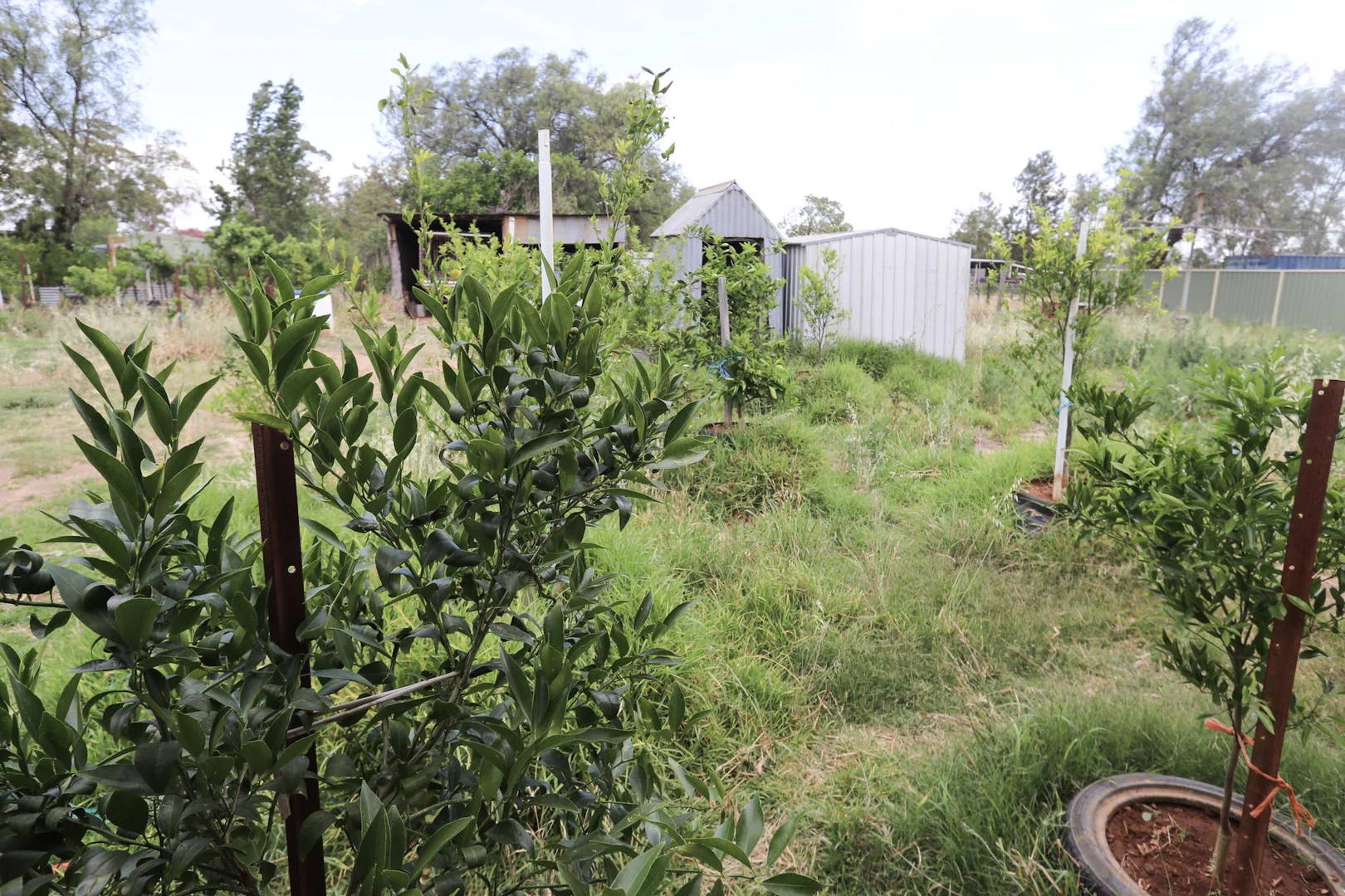 Additional image 15 of 25 Talbot Street, Quandialla NSW 2721