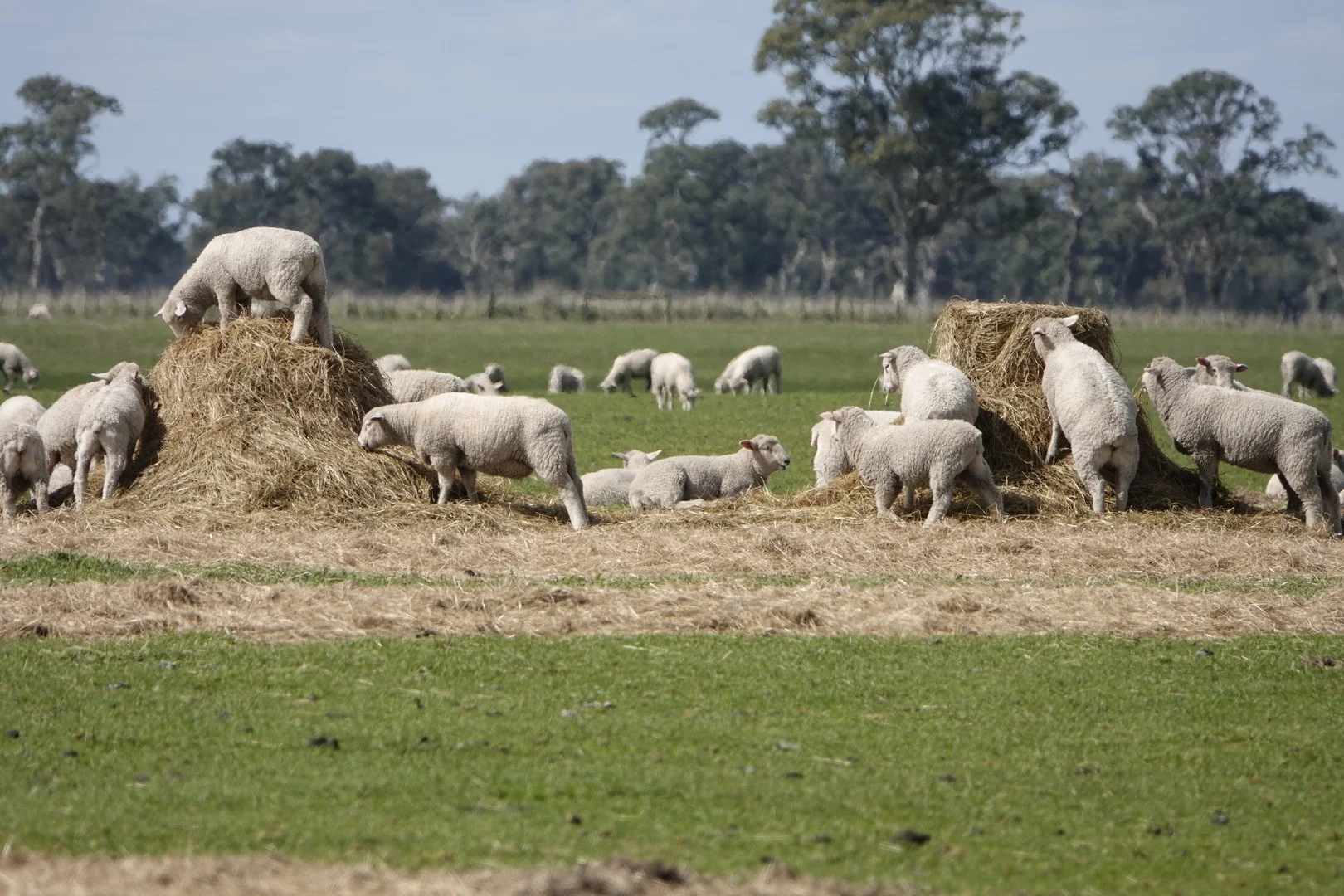 820 Border Road, Strathdownie VIC 3312