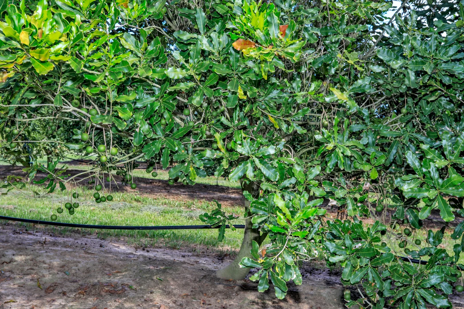 Additional image 14 of 195 Pashleys Road, Welcome Creek QLD 4670