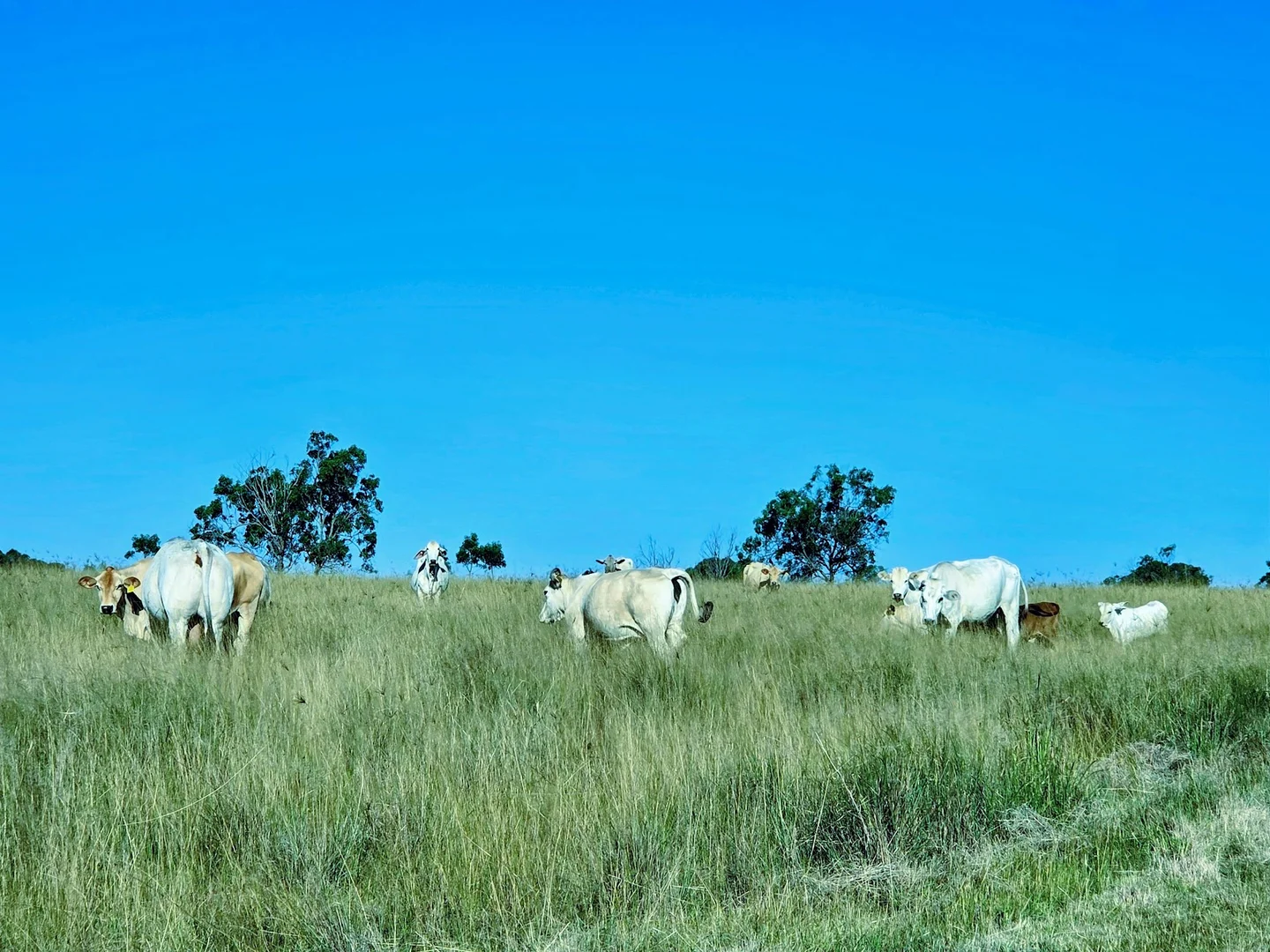 Additional image 11 of Lot 24 Cnr. of the New England Highway & Jacob Road, Crows Nest QLD 4355