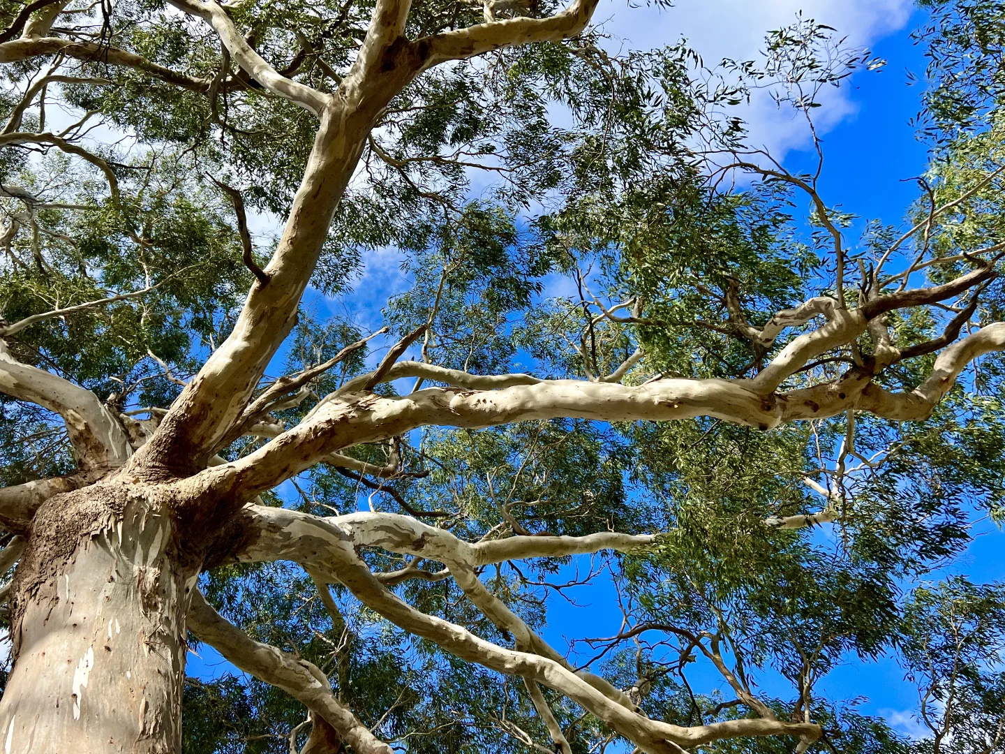 Additional image 17 of Red Gap Road/Fagans Lane, Goldie VIC 3435