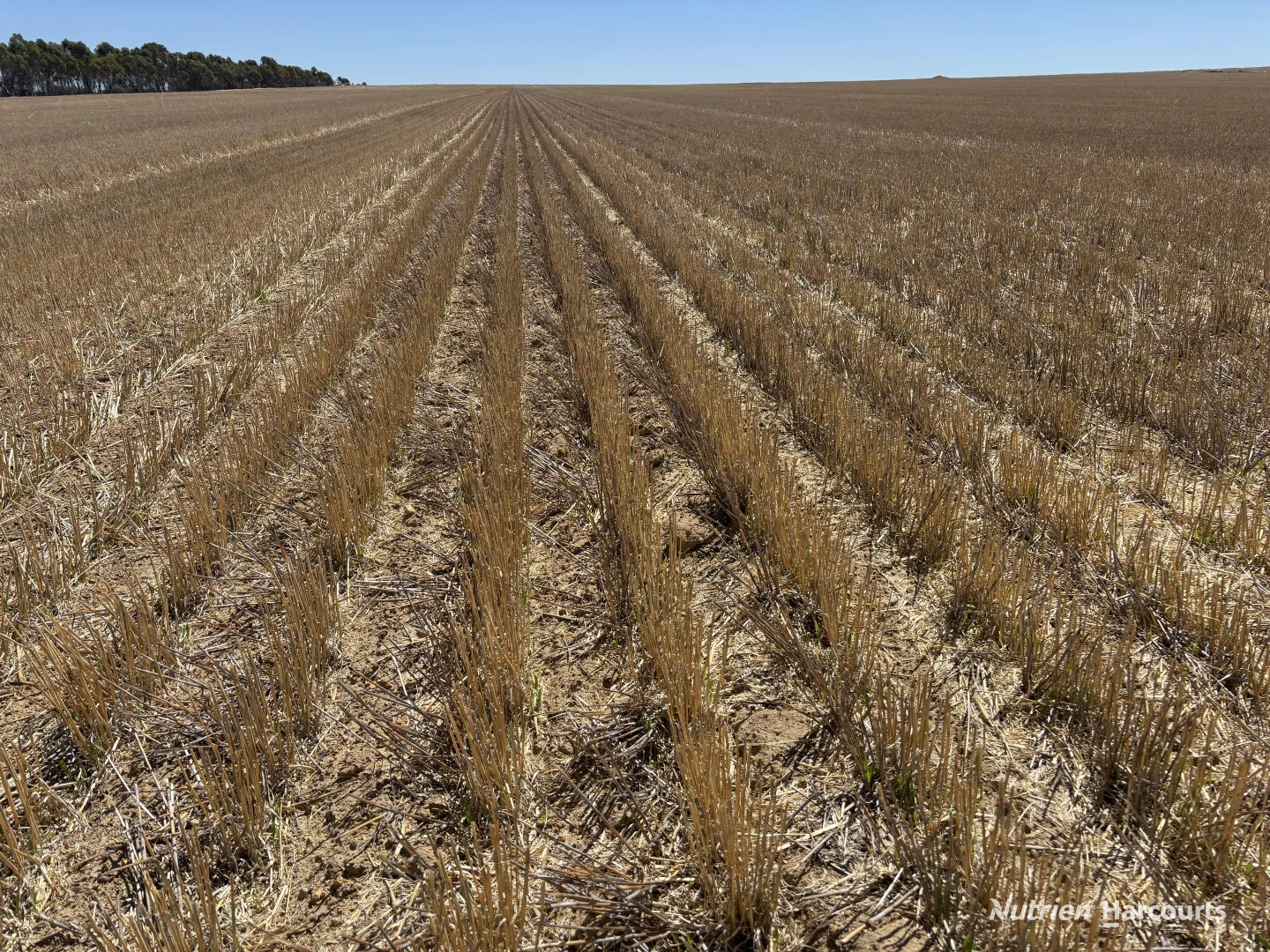 Additional image 8 of . 'Jurocken & Corrylyn', Dowerin WA 6461