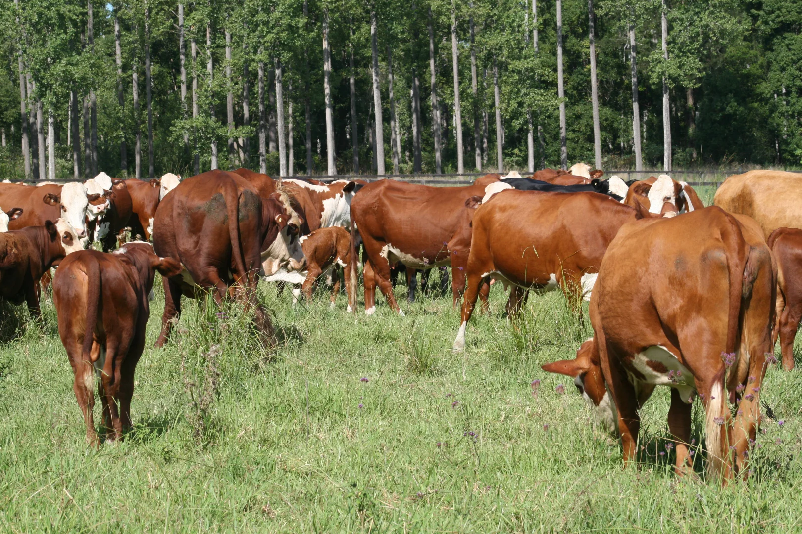 Additional image 31 of 1554 & 1598 Rollands Plains Road, Rollands Plains NSW 2441