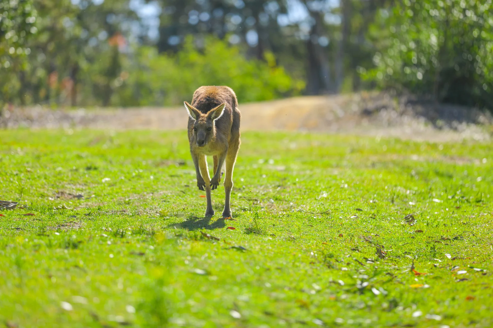 Additional image 8 of 23 Skye Street, Morisset NSW 2264