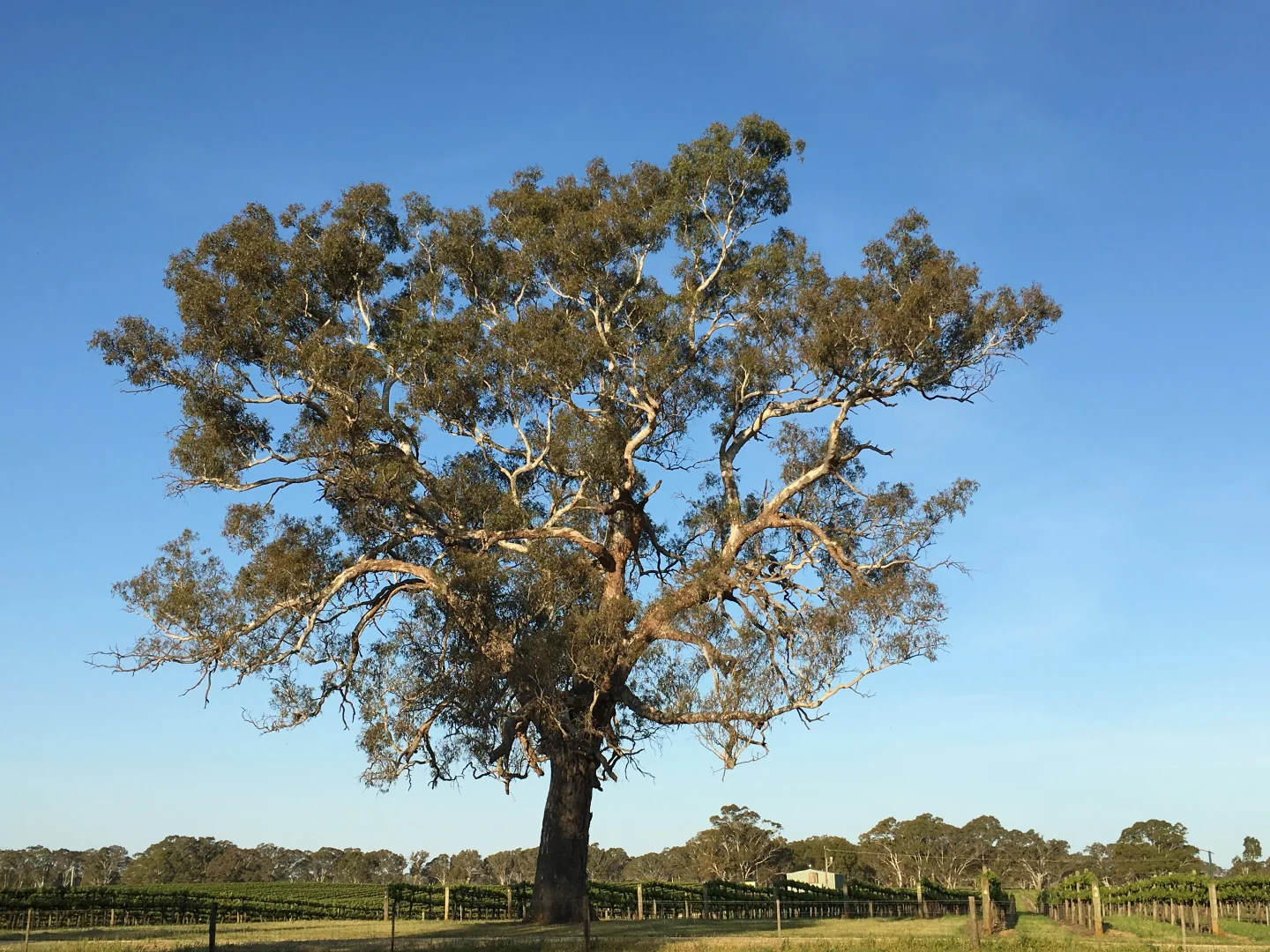 Additional image 11 of Nolans Road, Hynam SA 5262
