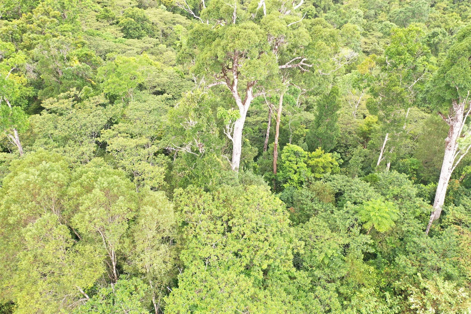 Additional image 28 of Lot 213 Kelly Road, Ellinjaa QLD 4886