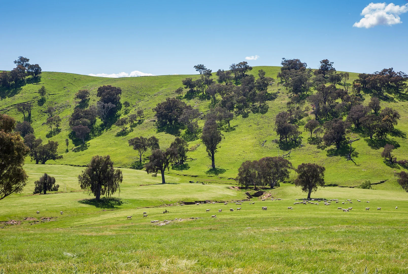 Additional image 20 of Holbrook NSW 2644