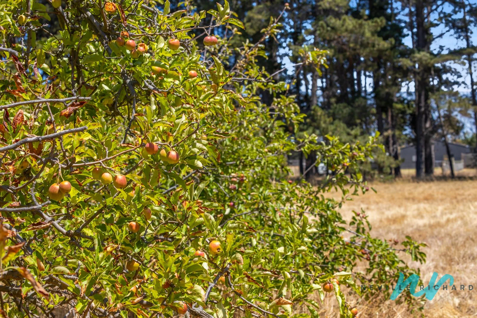 Additional image 6 of 111-119 Old St Leonards Road, St Leonards VIC 3223