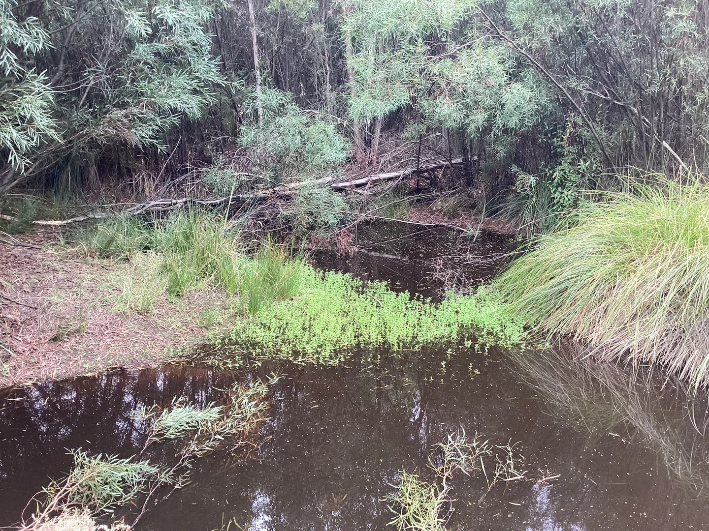 Additional image 43 of 157 Berrymans Road, Gosse SA 5223