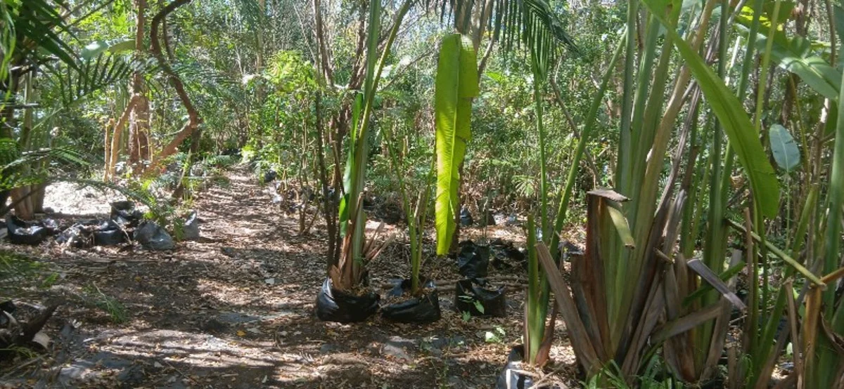 Additional image 5 of 1 Top End Mines Road, Torbanlea QLD 4662