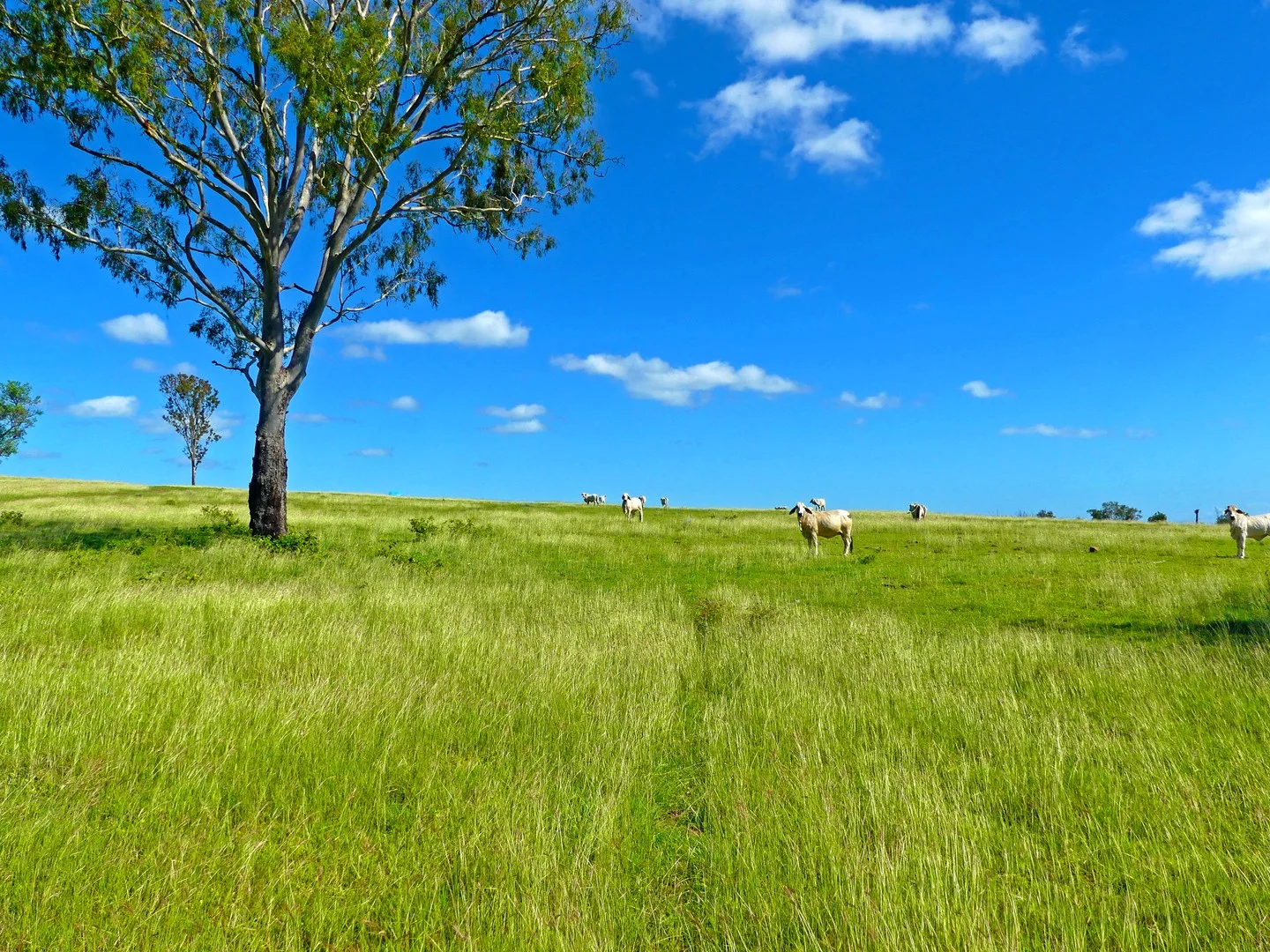 "Jacques " 0 Cunningham Road,, Nine Mile QLD 4702