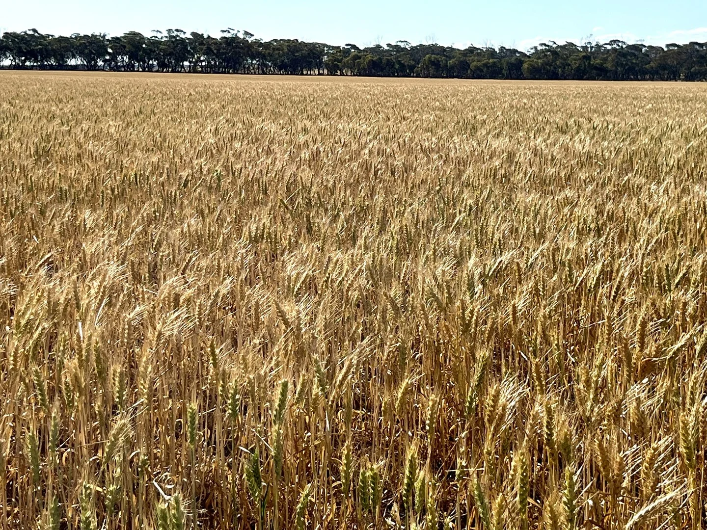 860 Gerschwitz Road, Cungena SA 5660