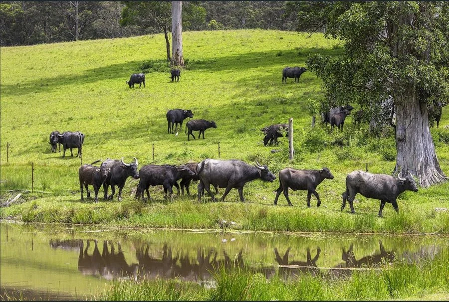 Additional image 12 of 50 Elliots Rd, Tamban NSW 2441