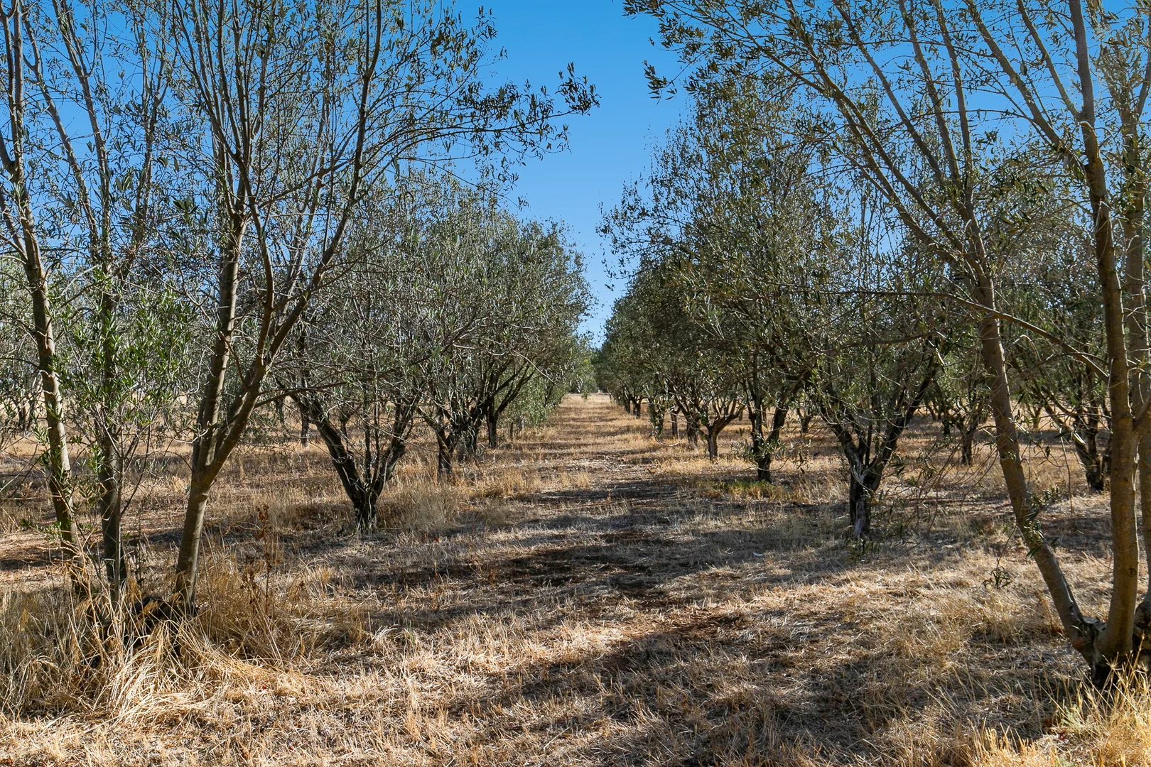 Additional image 20 of 109 Shepherdson Road, Moonta SA 5558