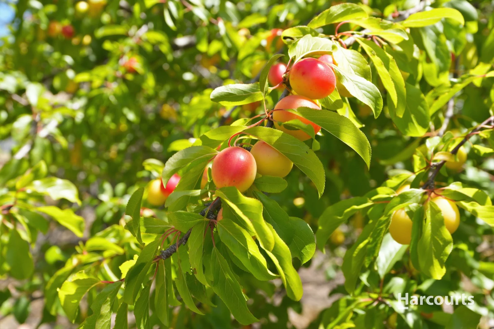 Additional image 29 of 1 Agnes Street, Triabunna TAS 7190