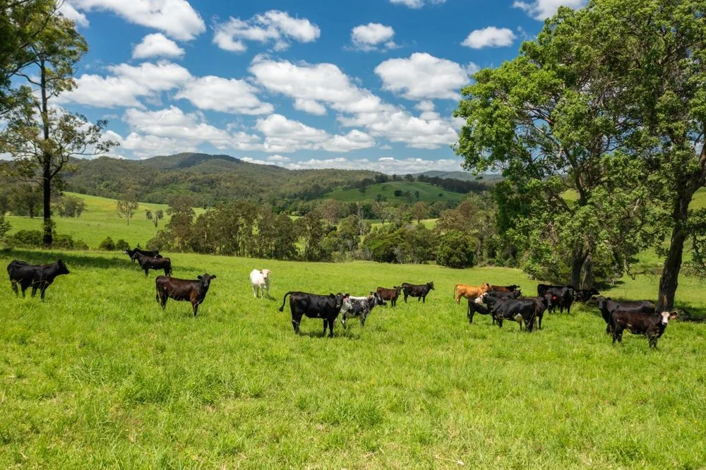 310 Yessabah Road, Yessabah NSW 2440