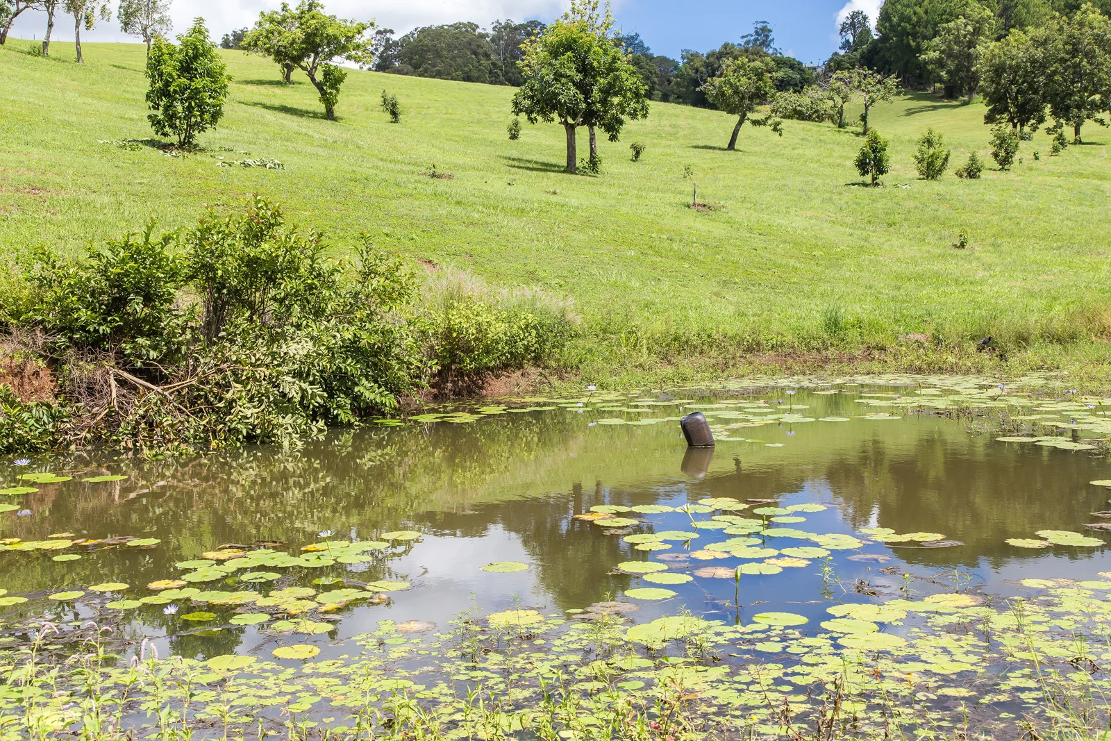 Additional image 17 of 435-451 Blackall Range Road, West Woombye QLD 4559
