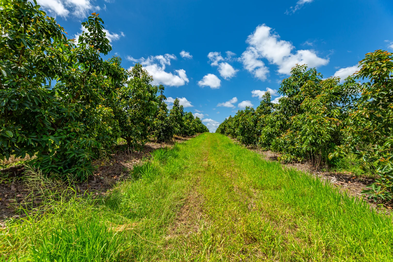 Additional image 3 of 807 Pine Creek Road, Givelda QLD 4670